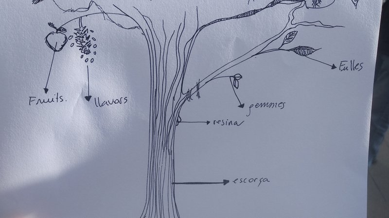 Moció per a la catalogació d'arbres singulars